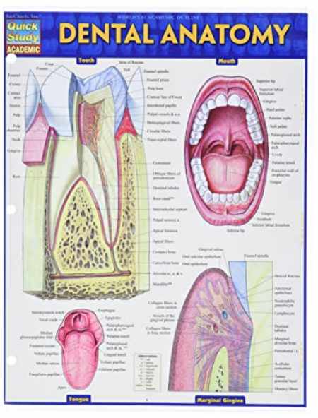 Sell, Buy or Rent Dental Anatomy (Quick Study Academic